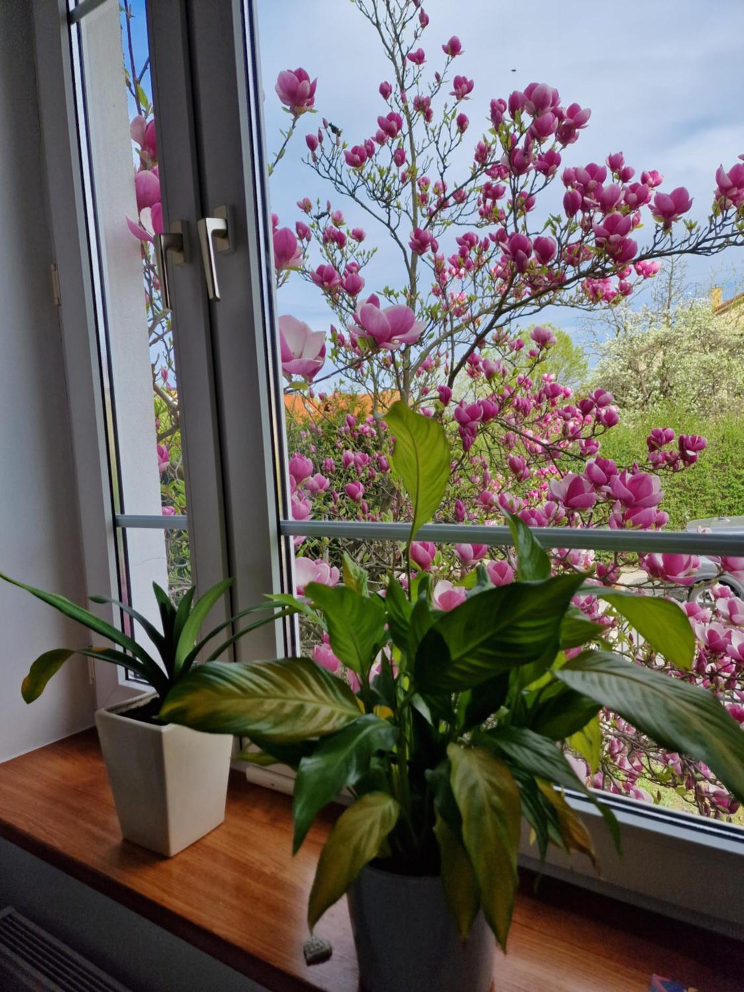 Apartament Magnolia Sopot Extérieur photo