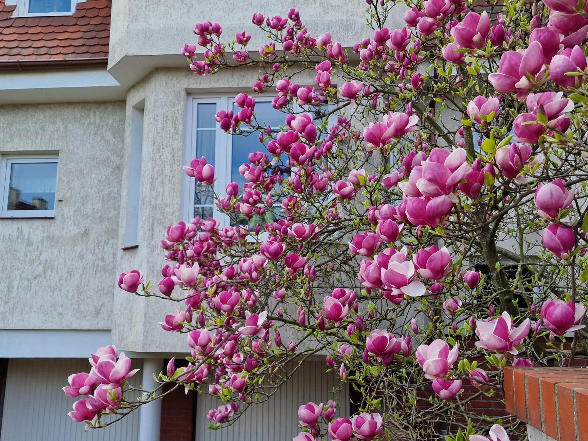 Apartament Magnolia Sopot Extérieur photo